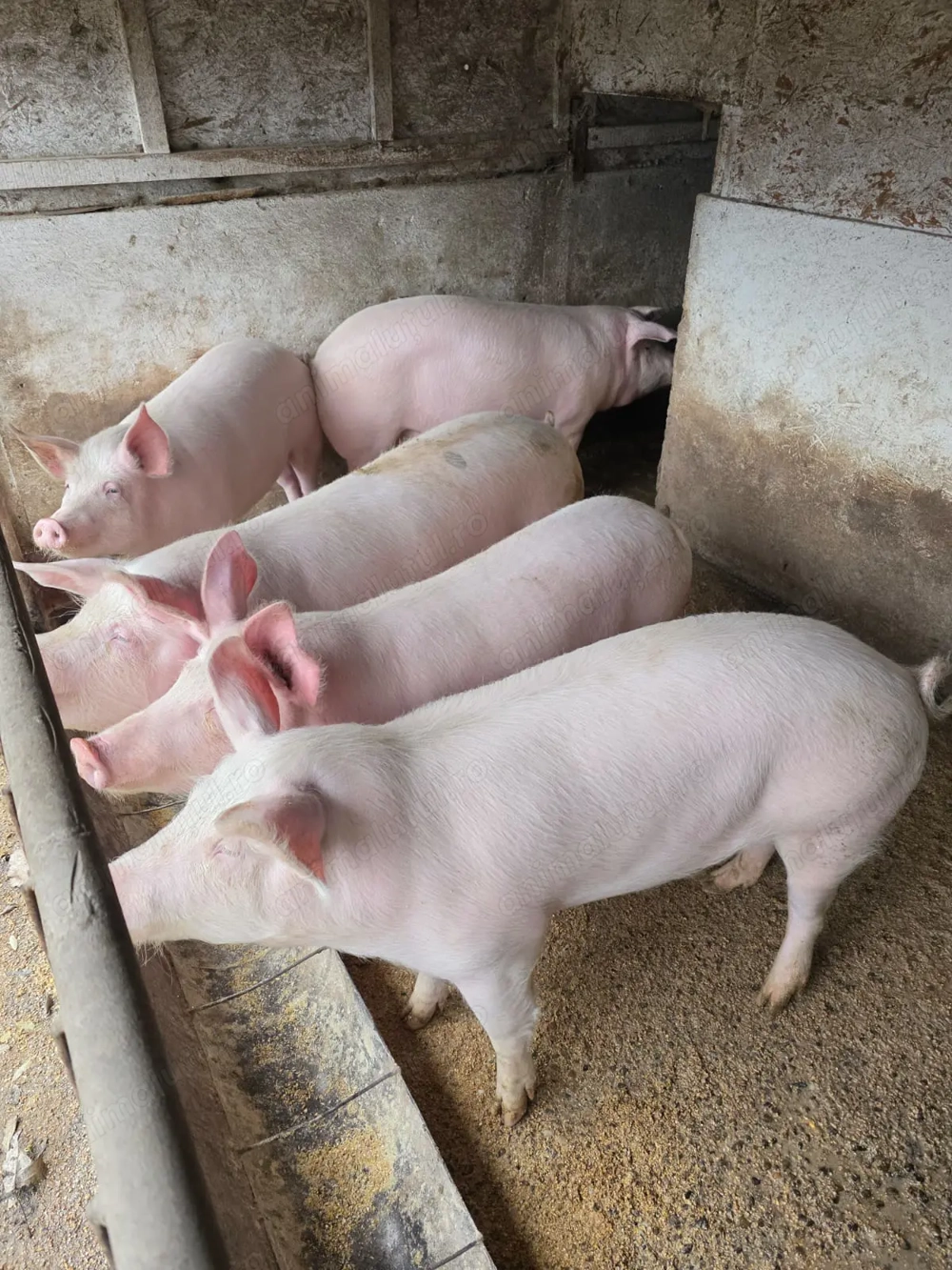 Purcei si porci diferite marimi Landrace