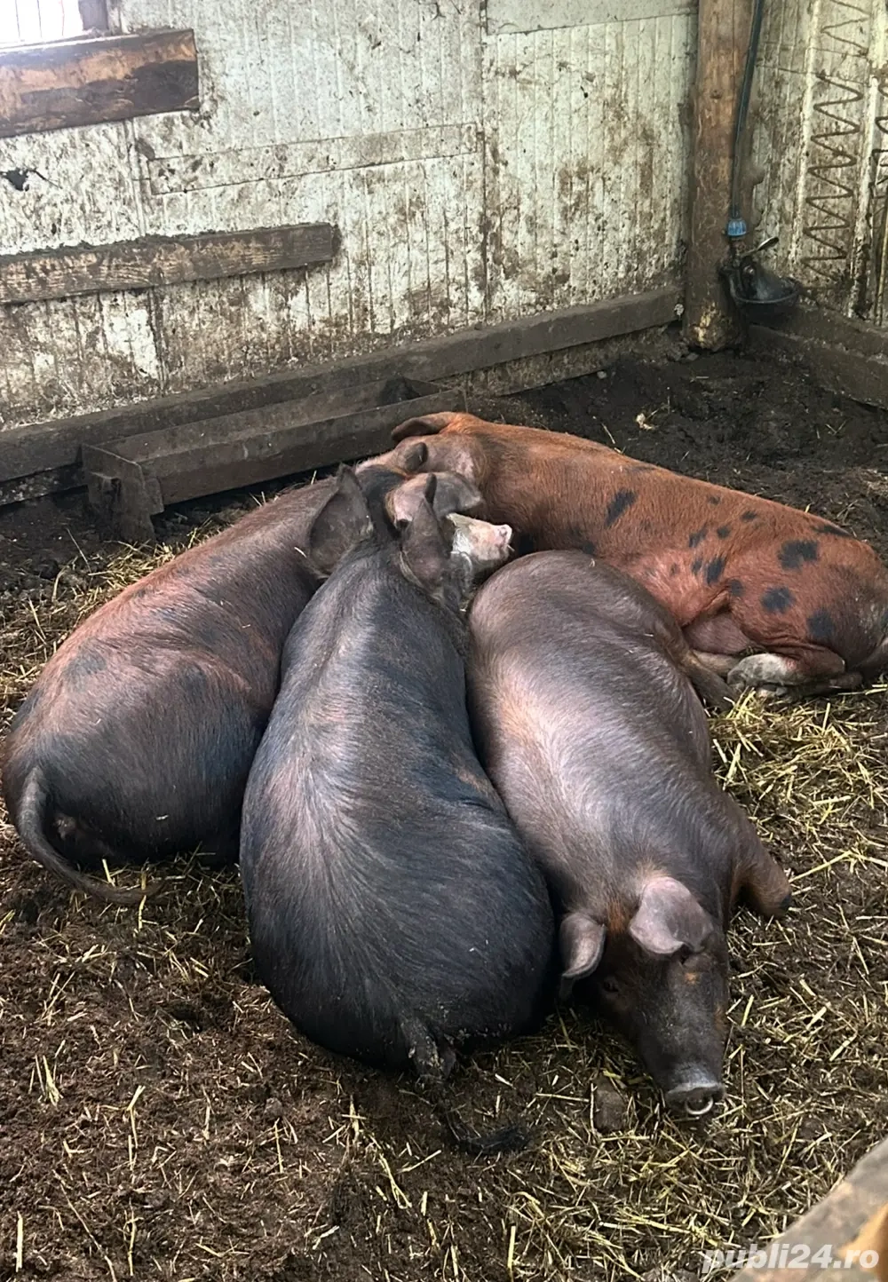 Vand porci de tinut sau de taiat 