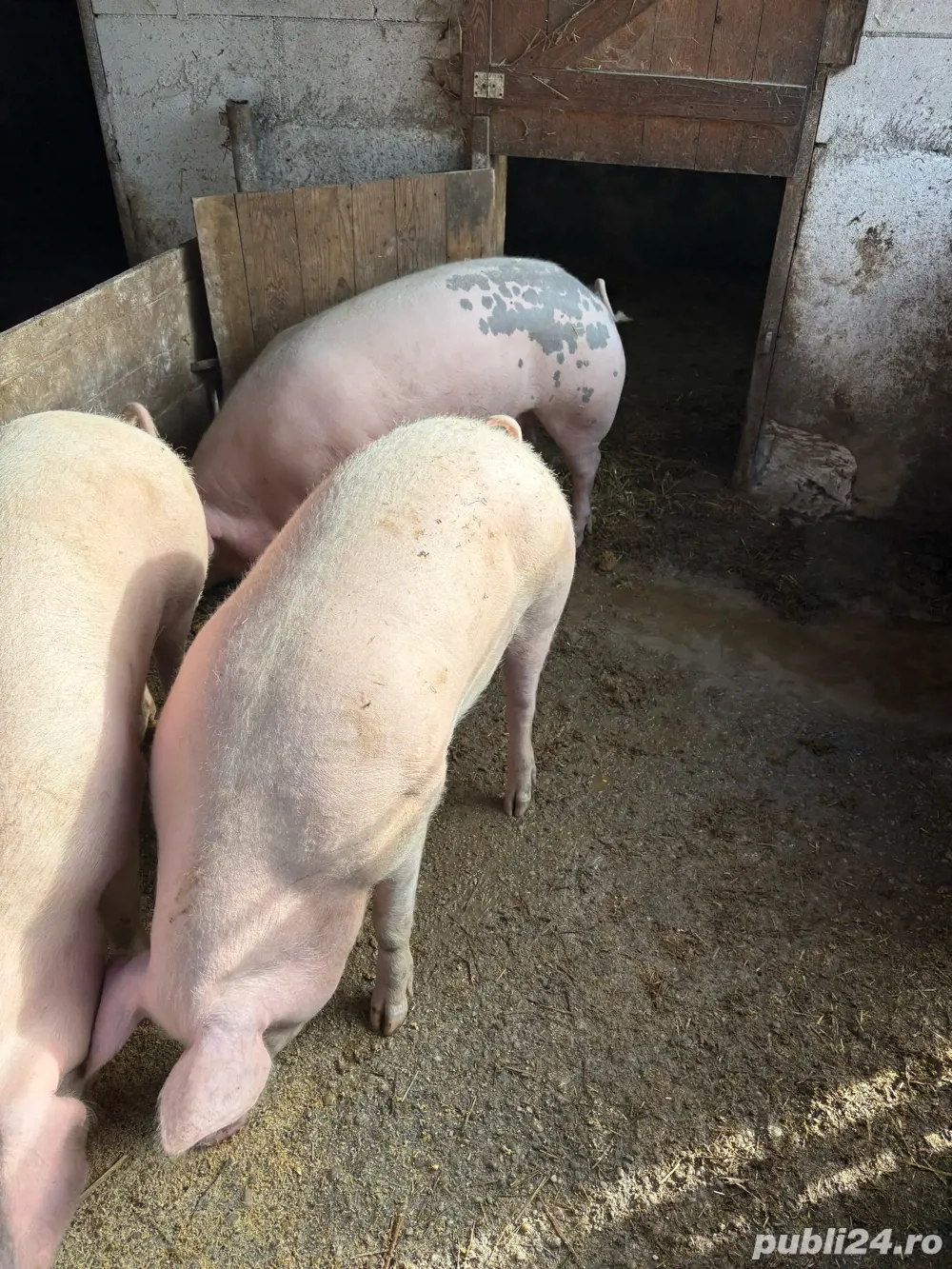 porci de vanzare faget 