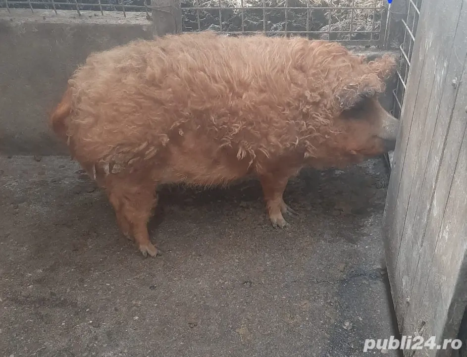 Vănd mangalița roșu 