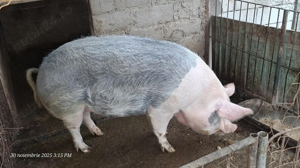 Porc purcea de vânzare...  