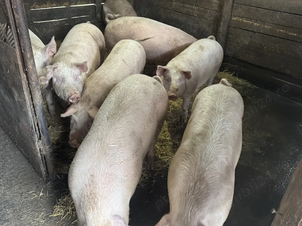 Vând porci crescuți în gospodărie 