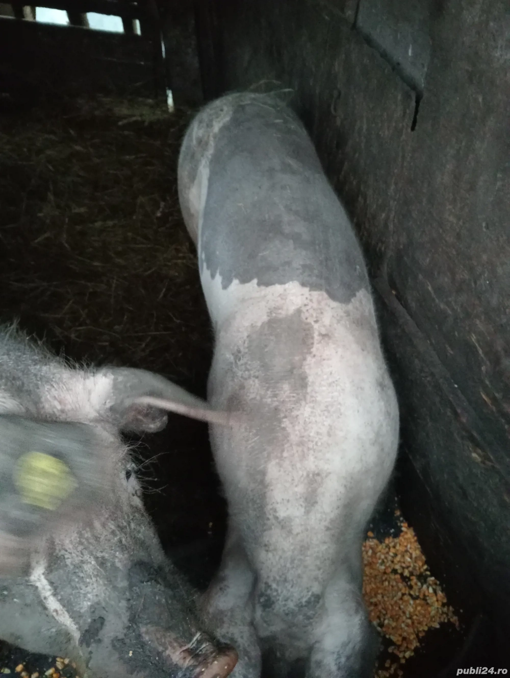 De arvunit pentru Crăciun 