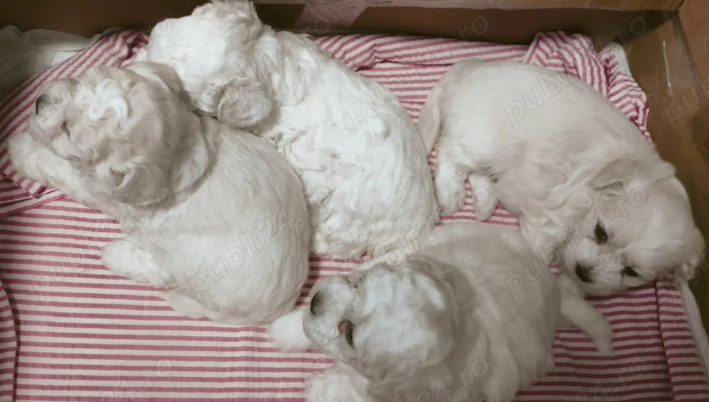 Vând căței Bichon Maltese 