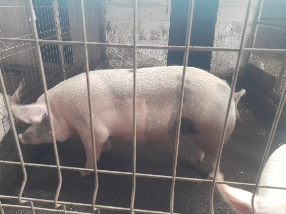 porci pt masa de Crăciun 