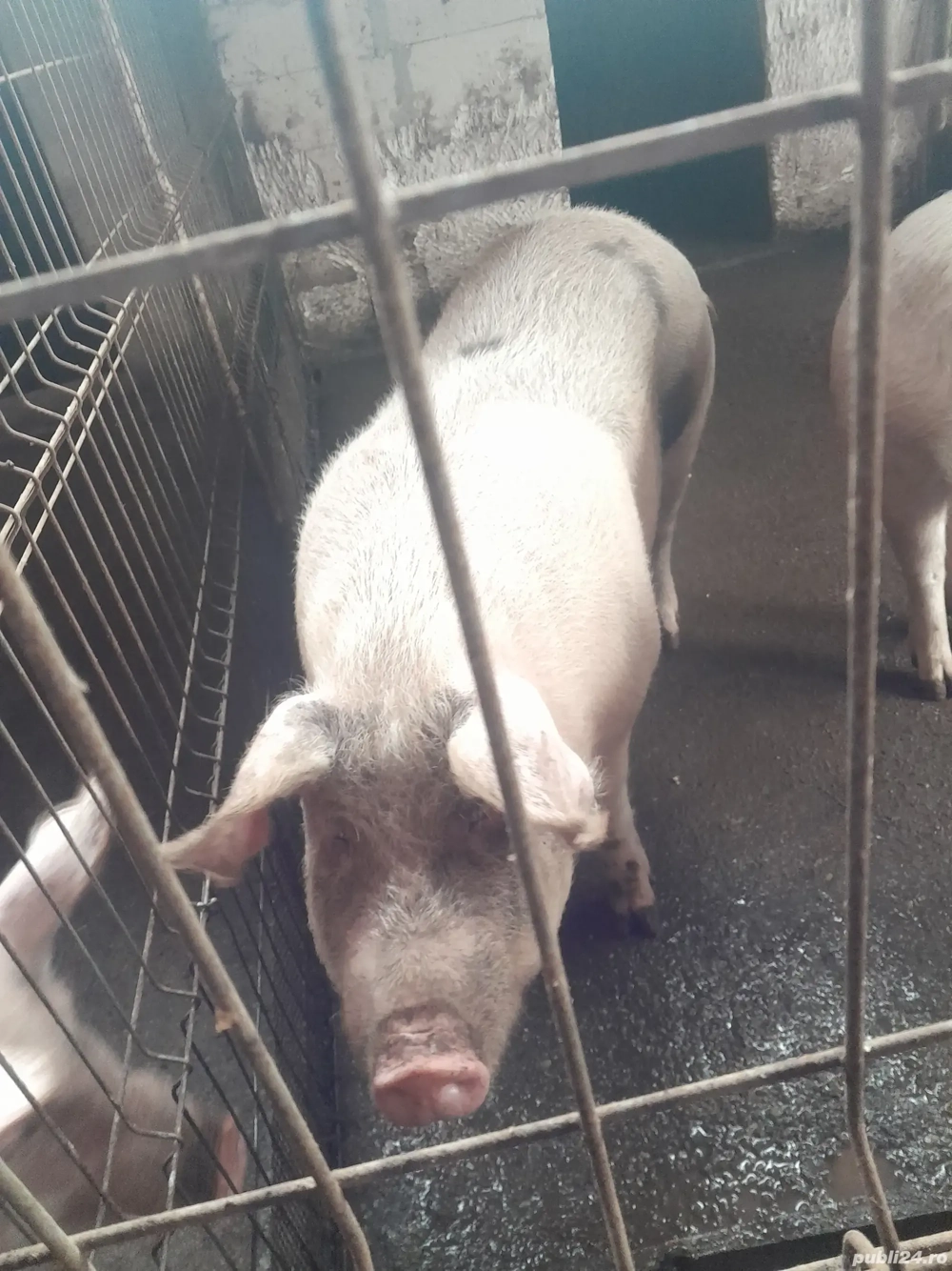 porci de carne pentru masa de Crăciun 