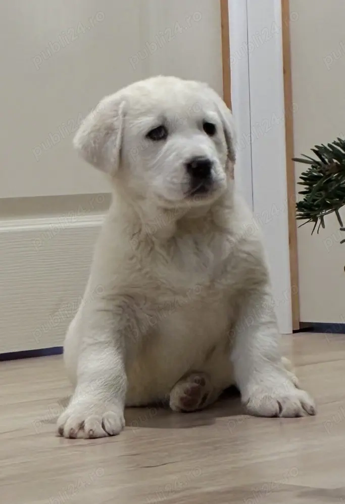 Ciobănesc de Asia Centrală pui