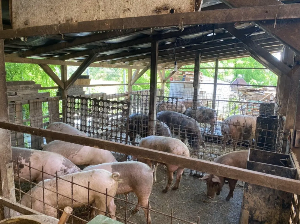 Porci de vanzare 80 - 160 Kg