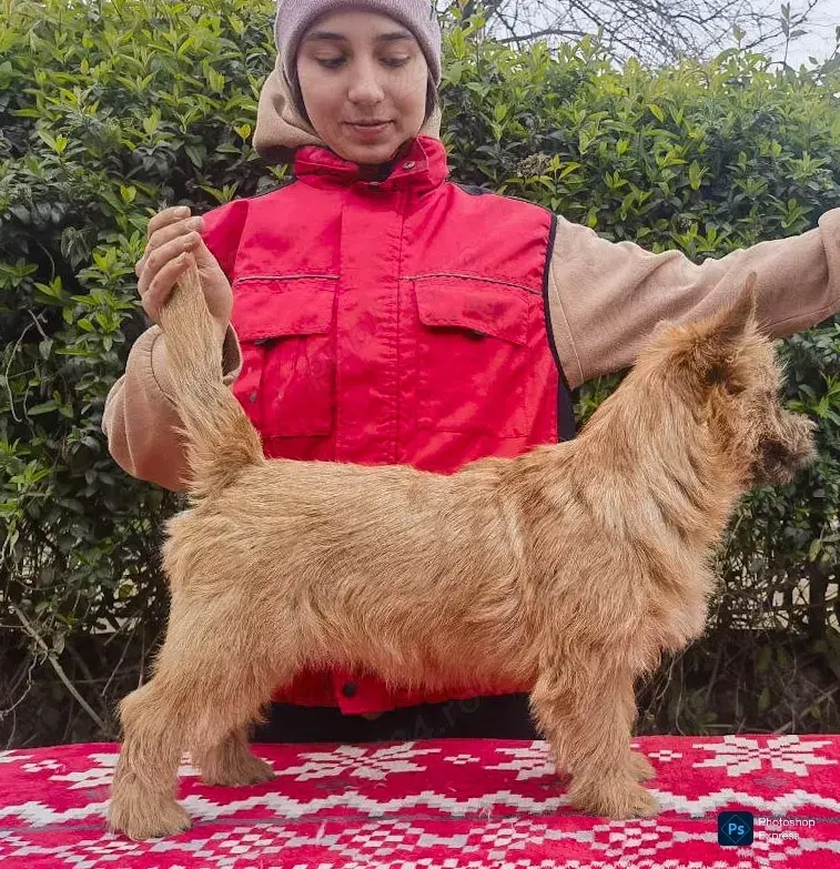 Cairn terrier disponibili