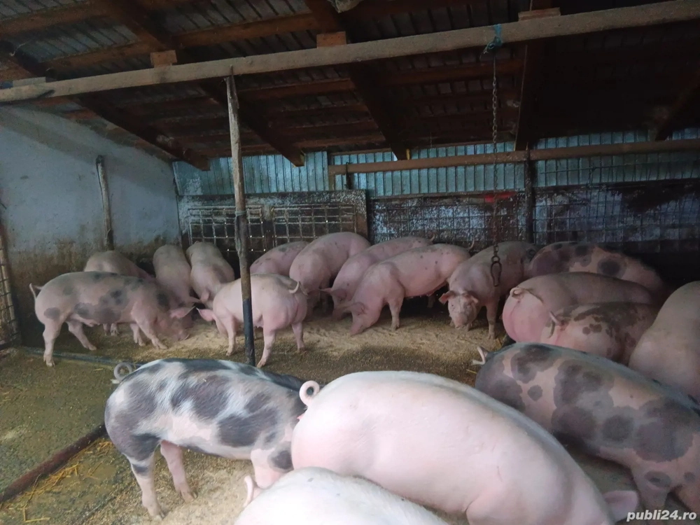 Porci de carne pentru Craciun 