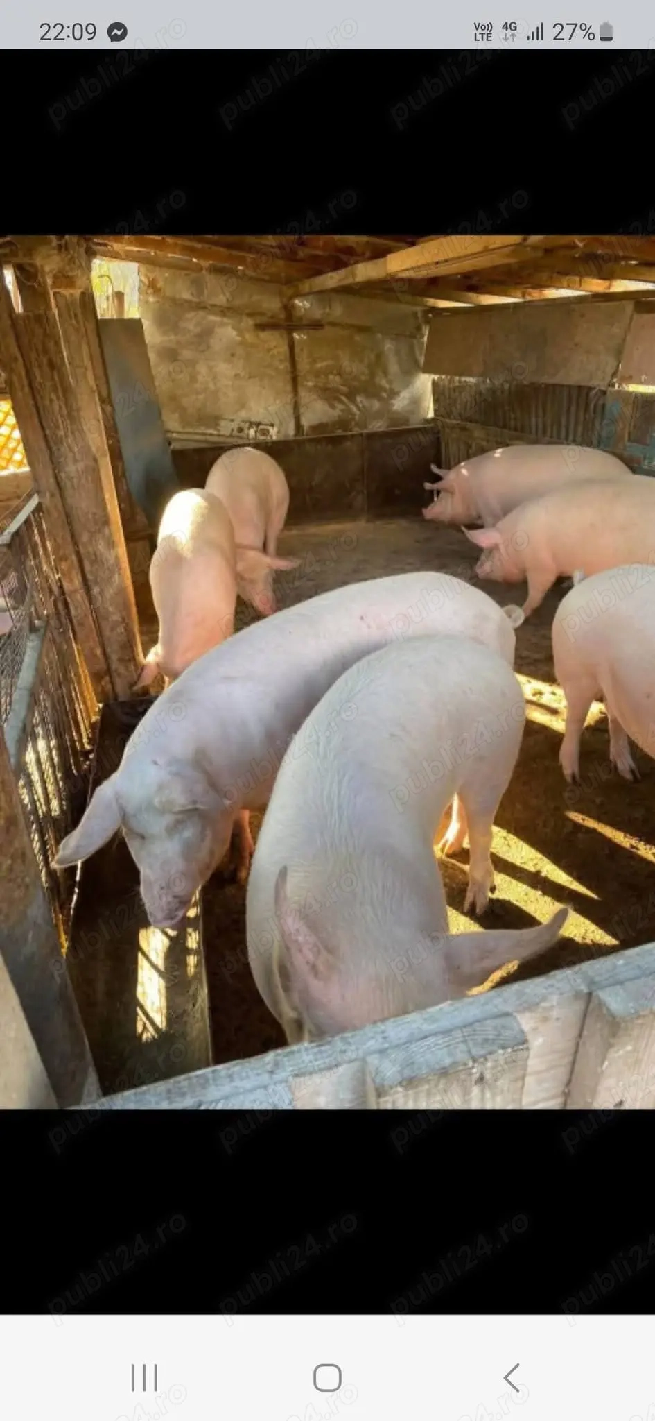 Vând porci de carne crescuți bio 