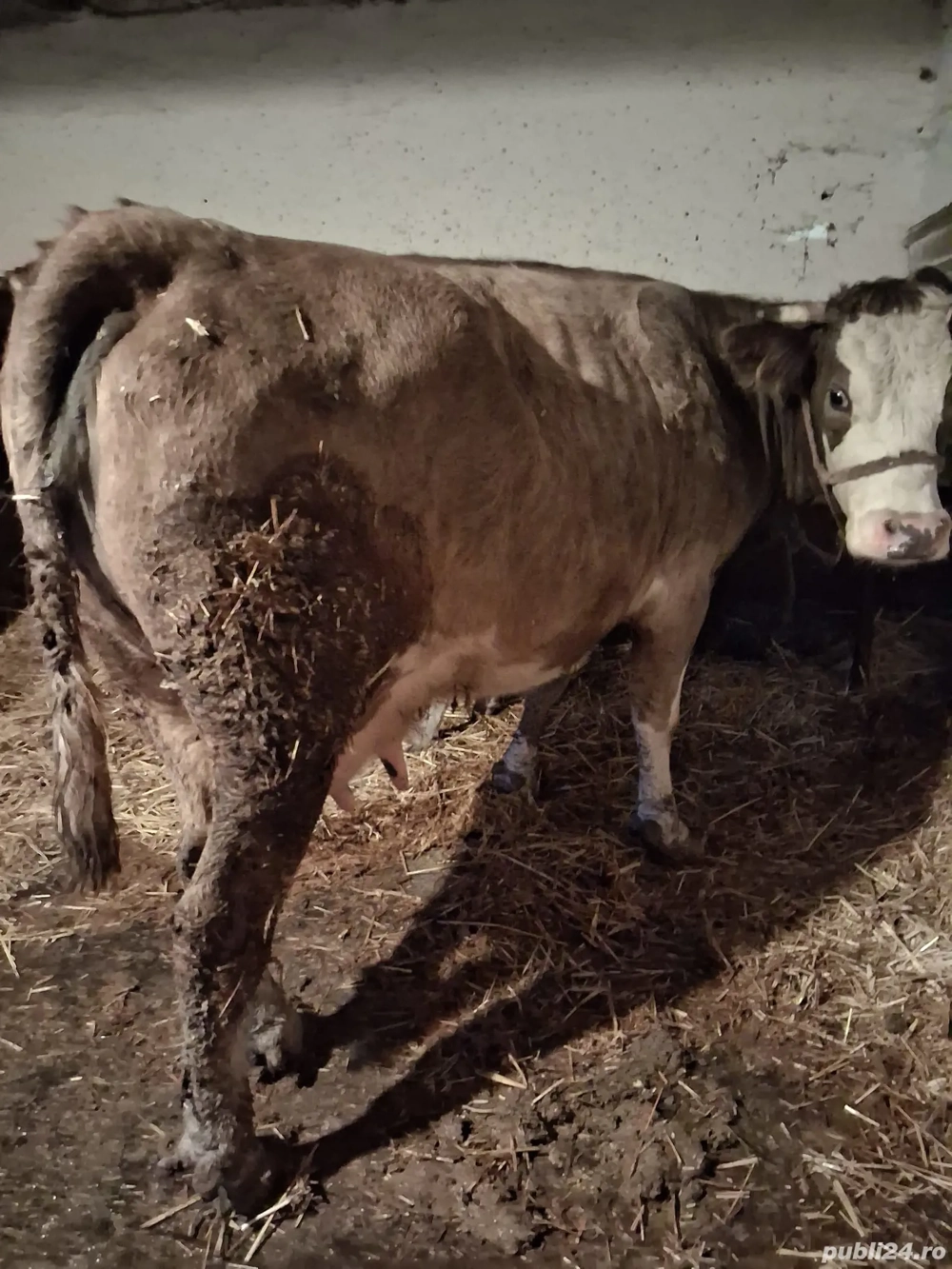 Vând Vacă de 4 Ani.