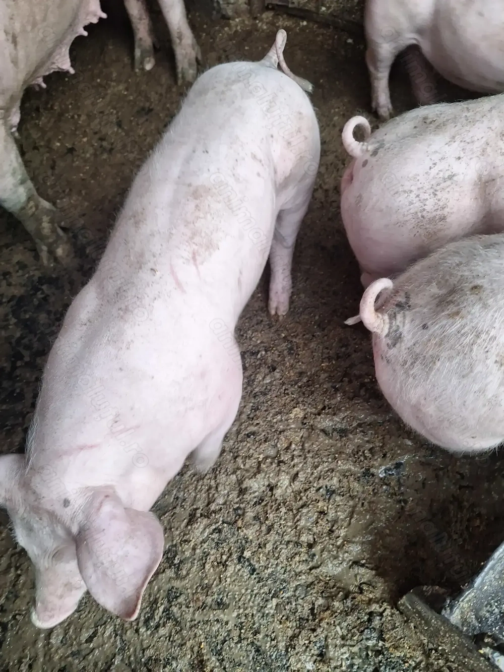 Purcei 7 săptămâni 