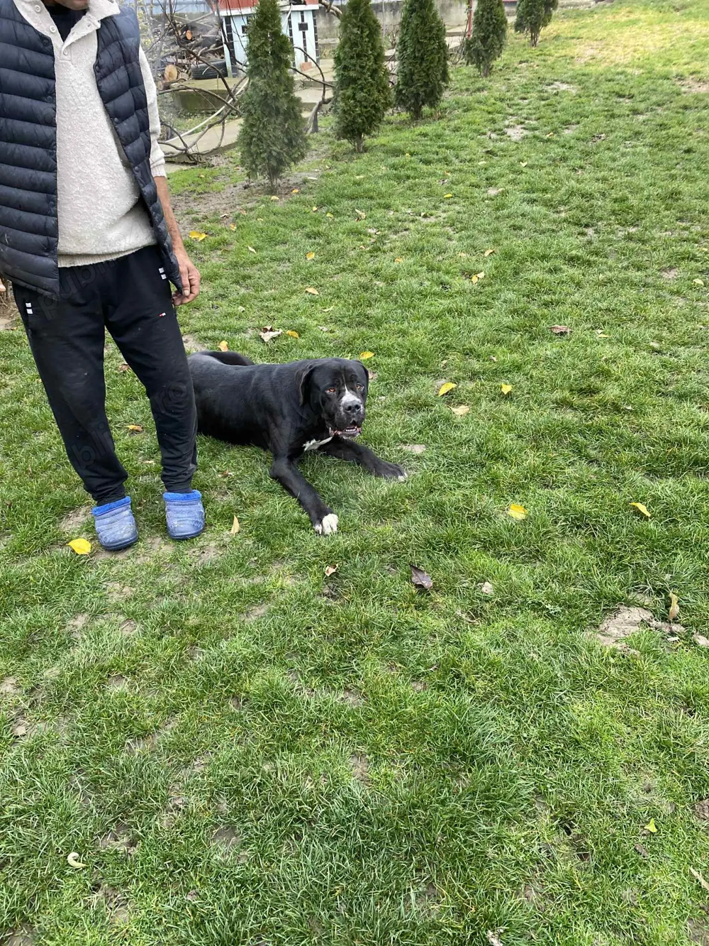 Vând câine Cane Corso 