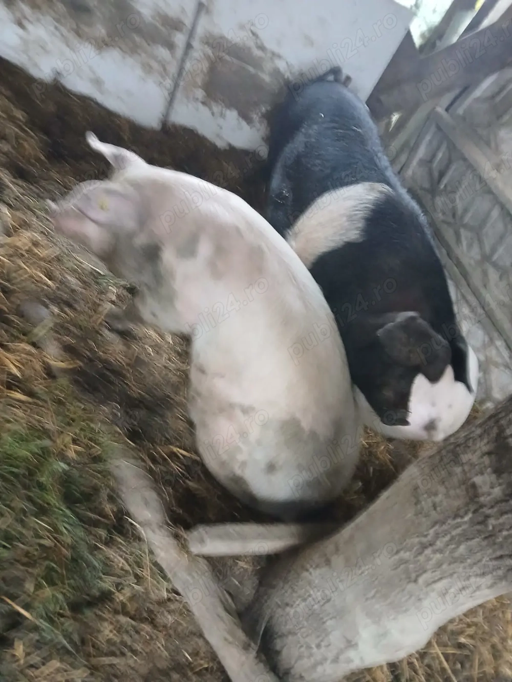 Vand porci 130 si 160 de kg