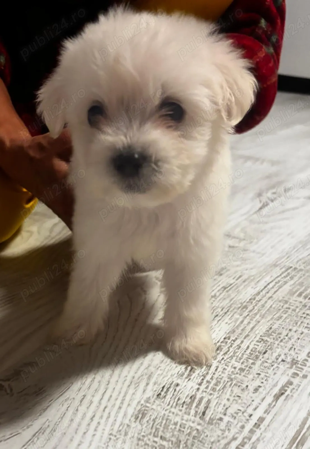 Pui bichon maltez