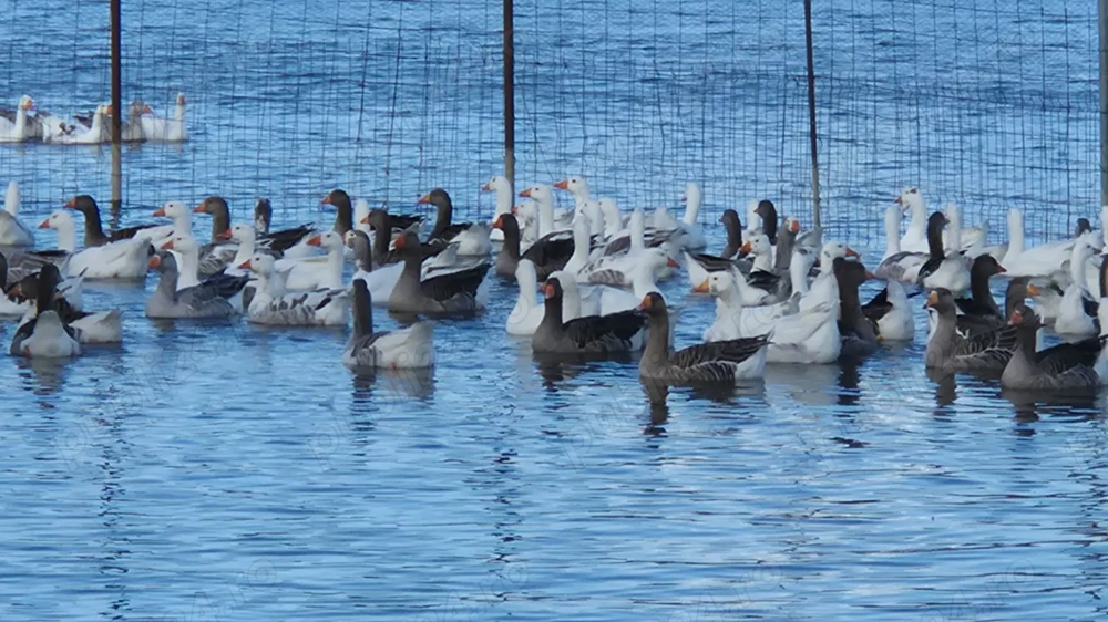 Gâște românești de vânzare 