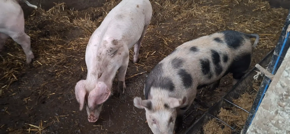 OFERTA 2 scrofite( 55-60 kg) foarte bune pentru prasila