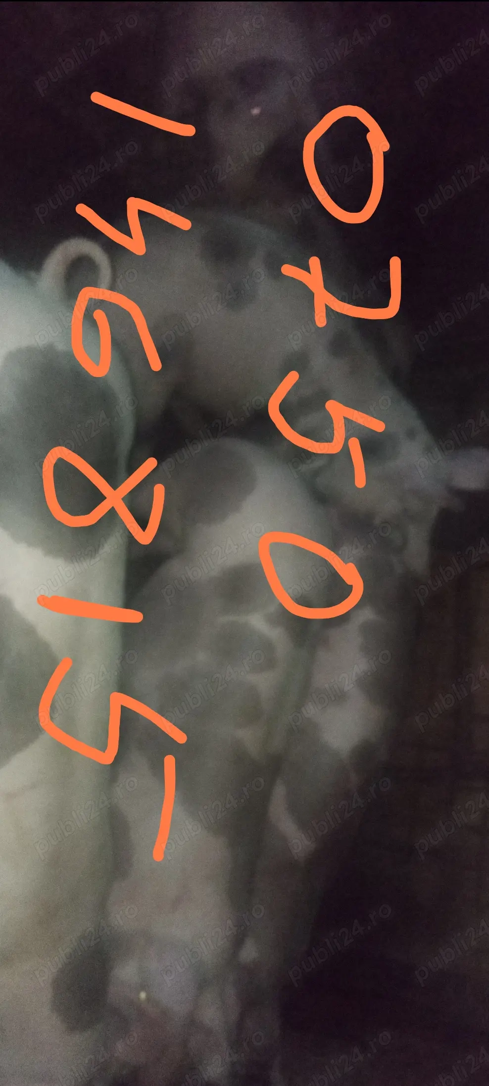 Porci de vânzare de casă.De la Nicolae !!!