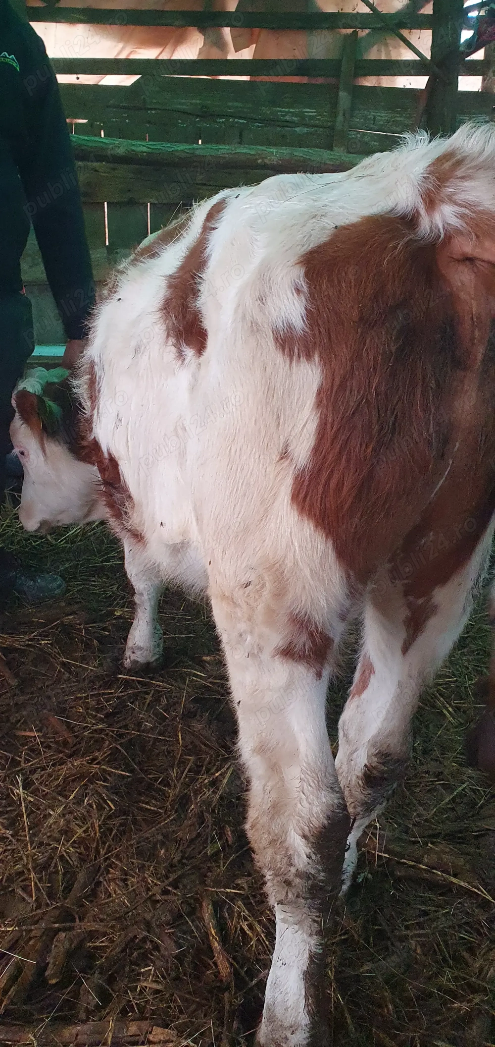 Vitei de vanzare !!!