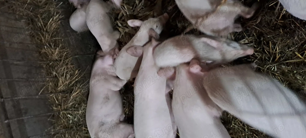 Purcei de vanzare, preț negociabil 