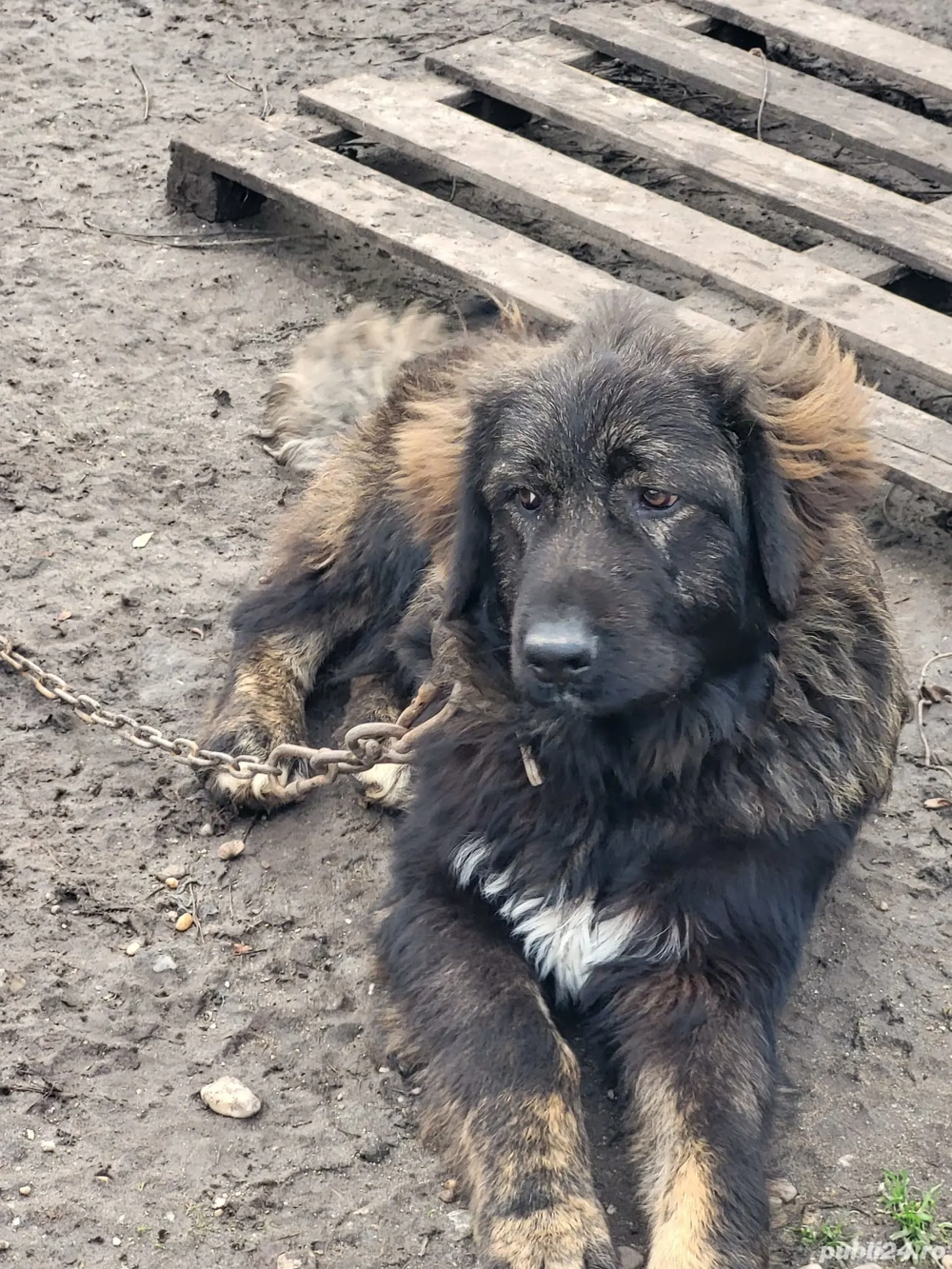 Vând mascul Ciobanesc Caucazian 