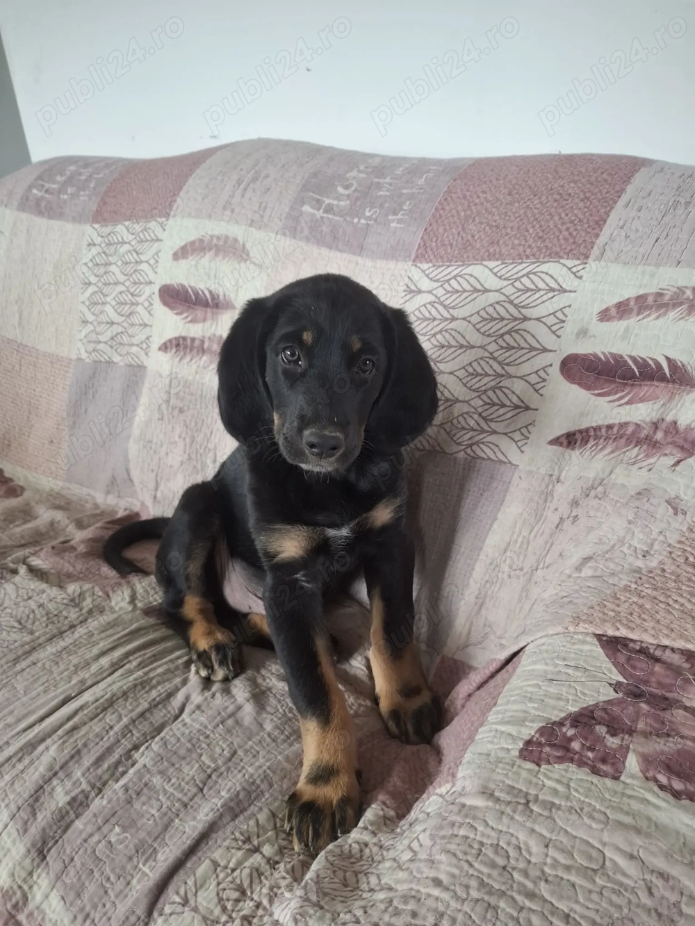 Vând metis counhound vizsla