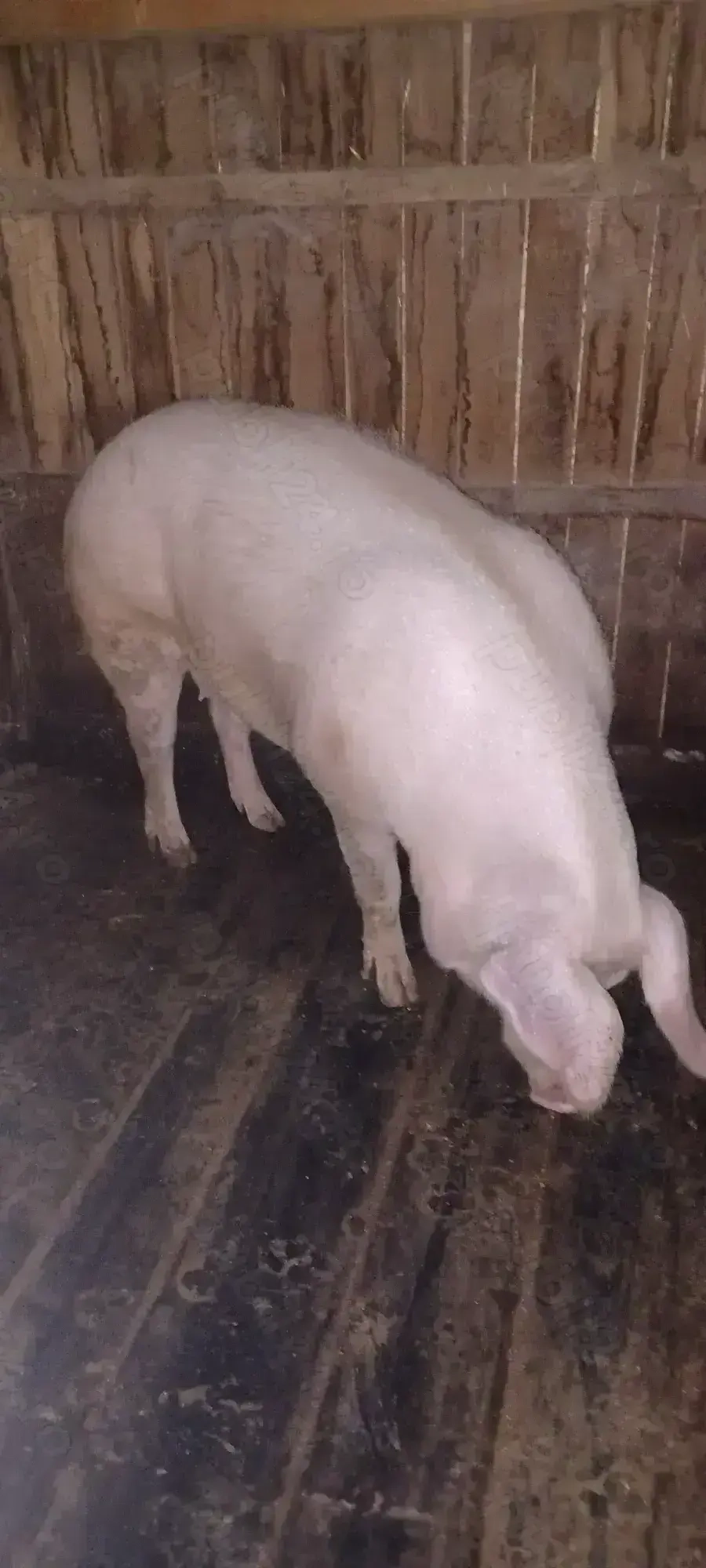 Vând purcea Landrace 