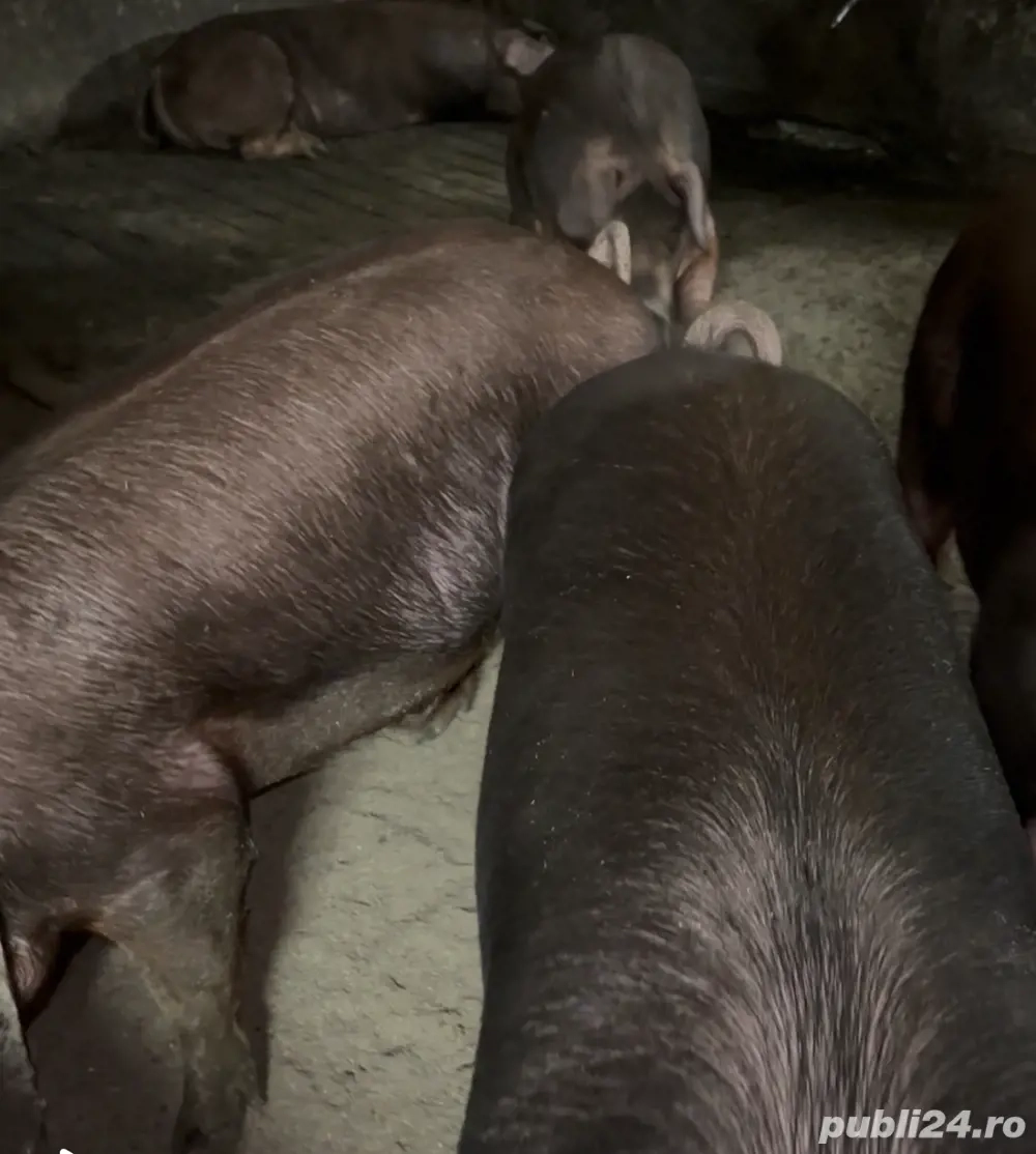 Porc duroc pentru sacrificat