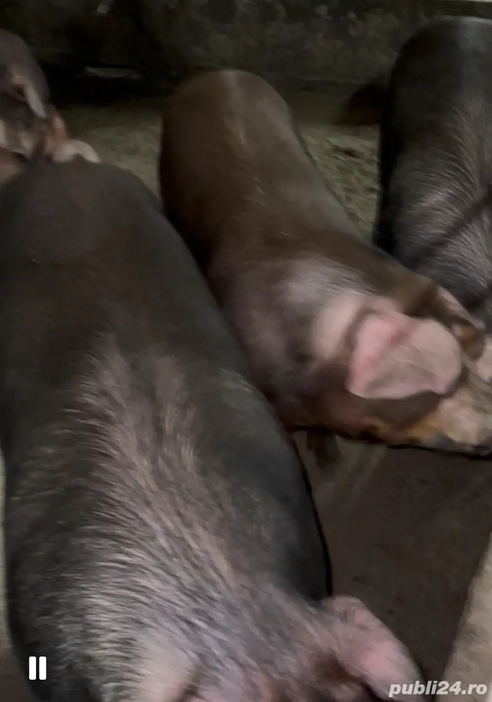 Porc pentru tăiat calitate premium!