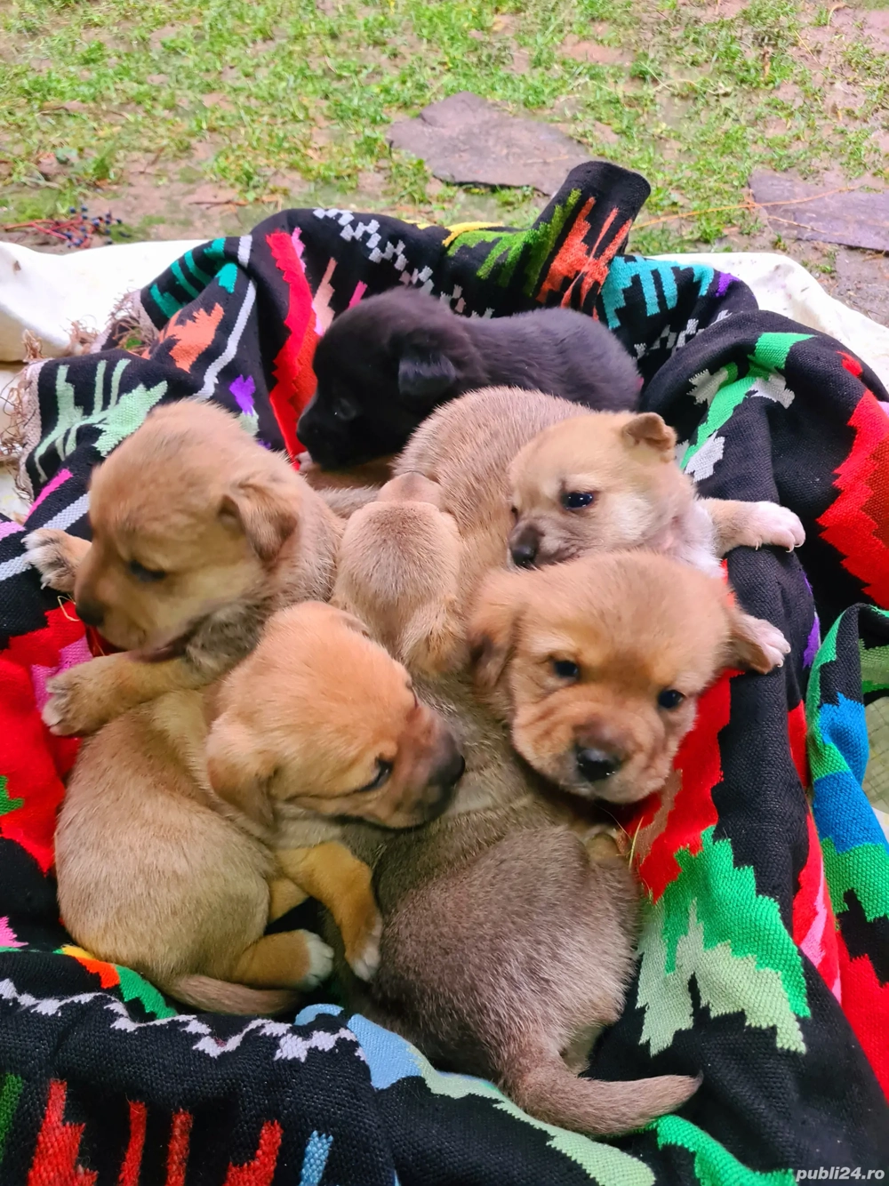 Căței Rasa Mix Lup Alsacian Black cu Labrador