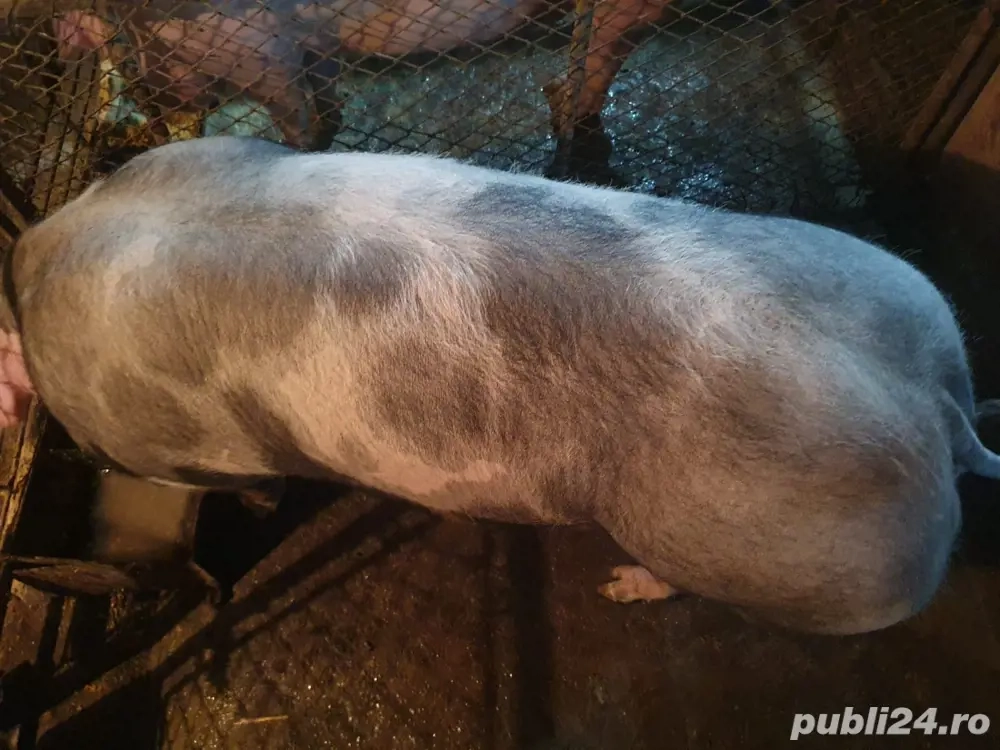 vand porc pietrain   pietrean 