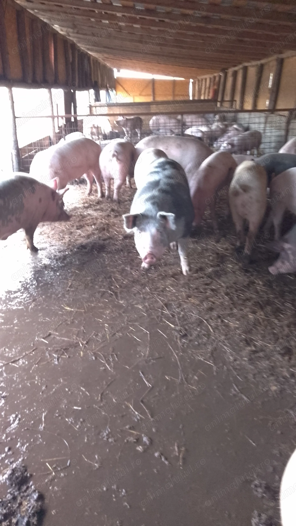 Vând porci 15 lei in viu