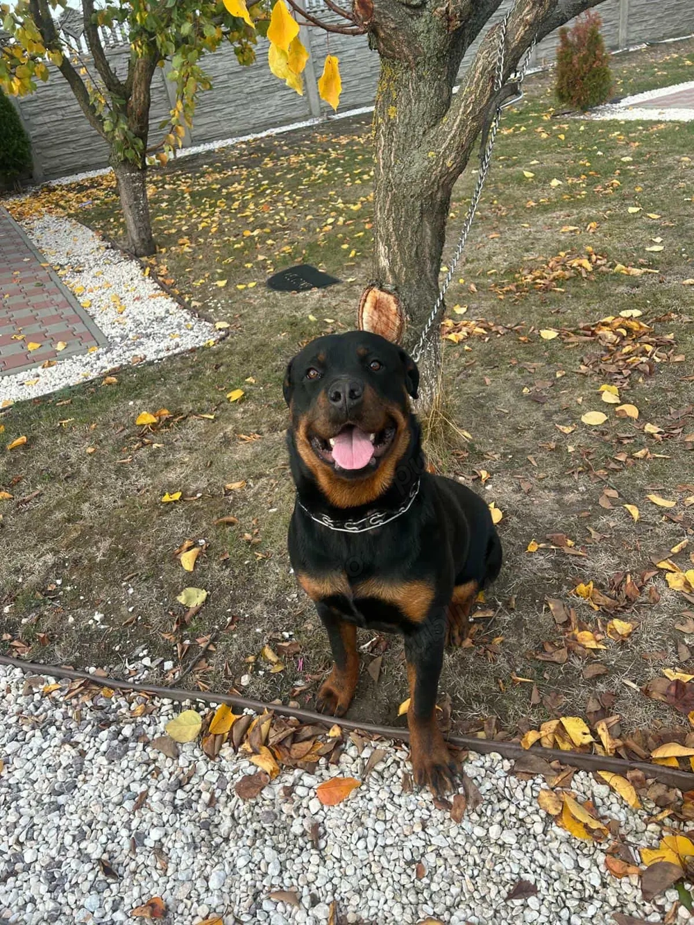Vând rottweiler 