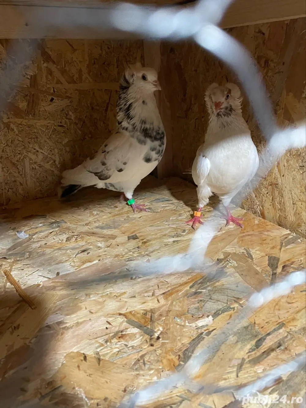 vând porumbei diferite rase 