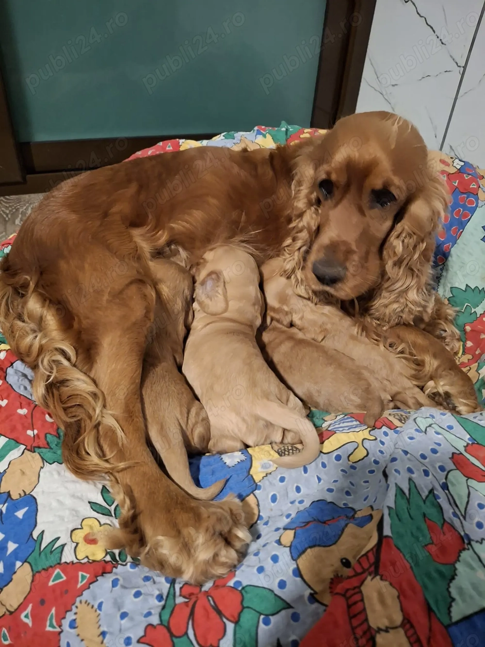 De vinzre cinci puiuti de cocker spaniol auriu in cautare de familie iubitoare