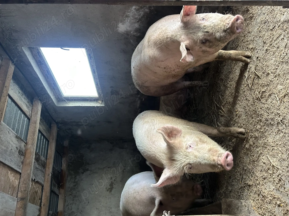 Vând porci de carne