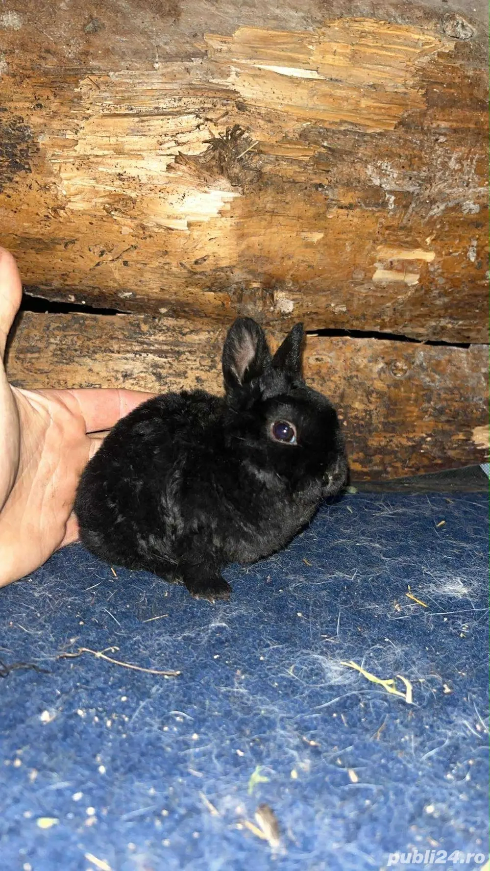 disponibili iepurasi rex pitic 