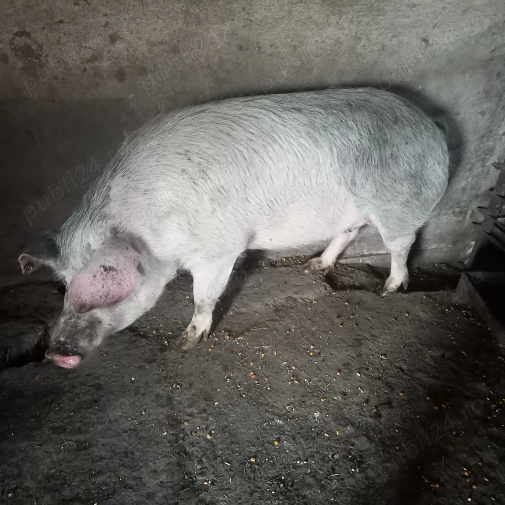 Vand scroafa in jur la 200 kg