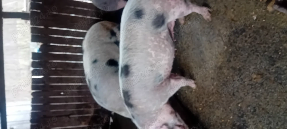 Vind porci rasa carne 