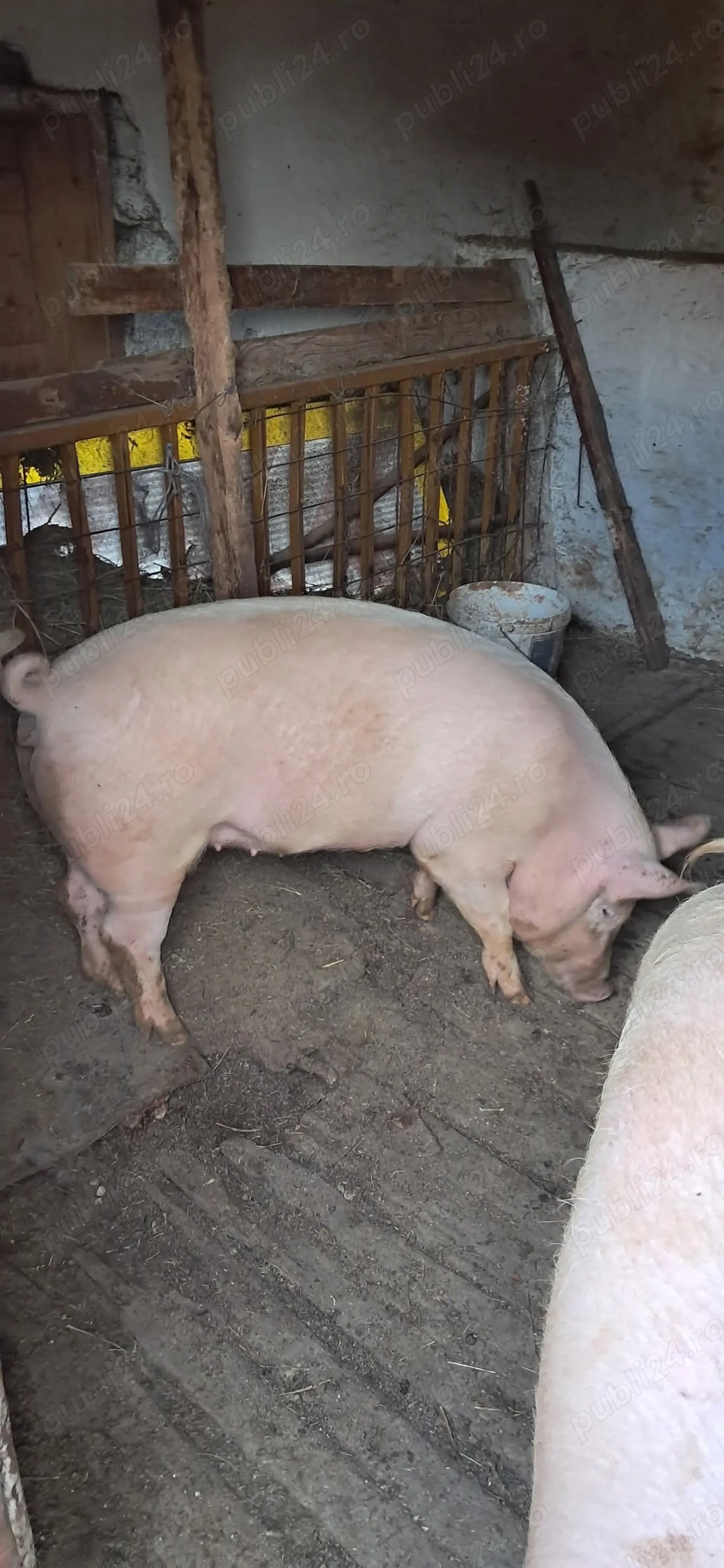 Vând porc 100-110 kg pentru mai multe detali va rog sunați 