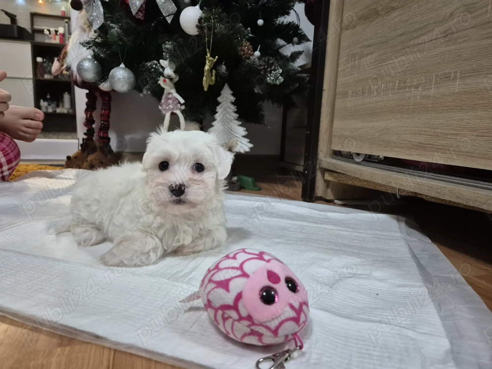 Baietel 6 luni,cauta familie iubitoare. Avem carnetel cu primul vaccin si prima deparazitare. 