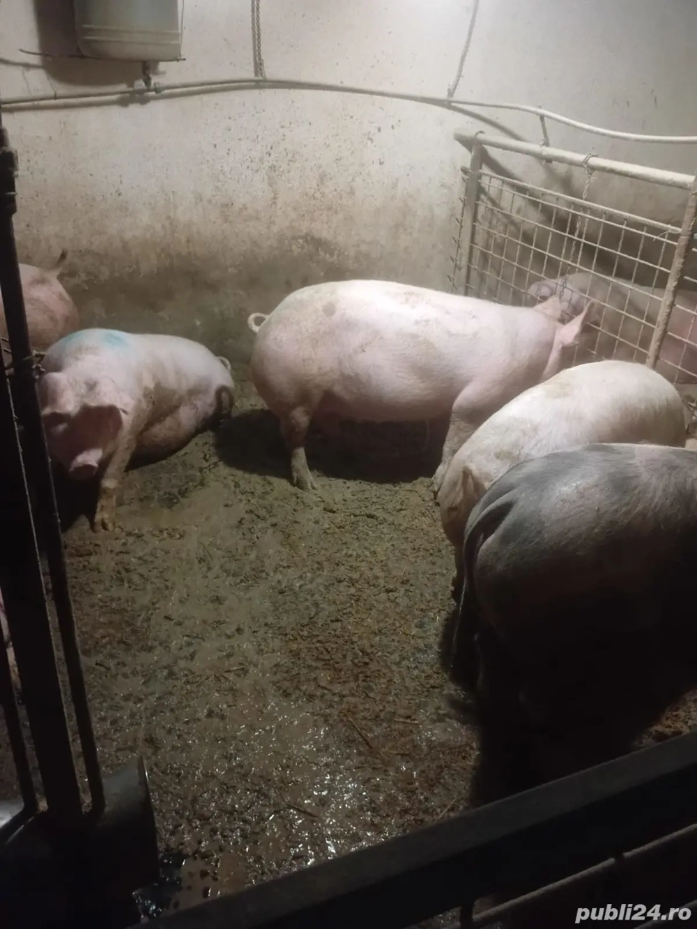 Porcii de vănzare!!