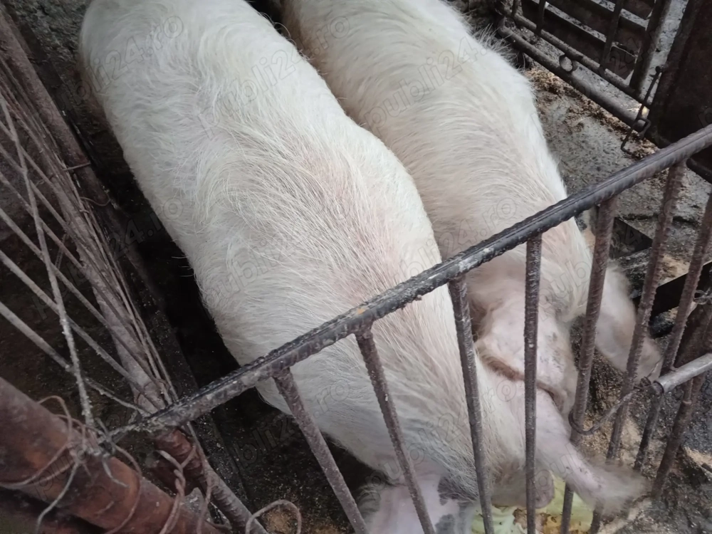 Vând porci 100-200 kg