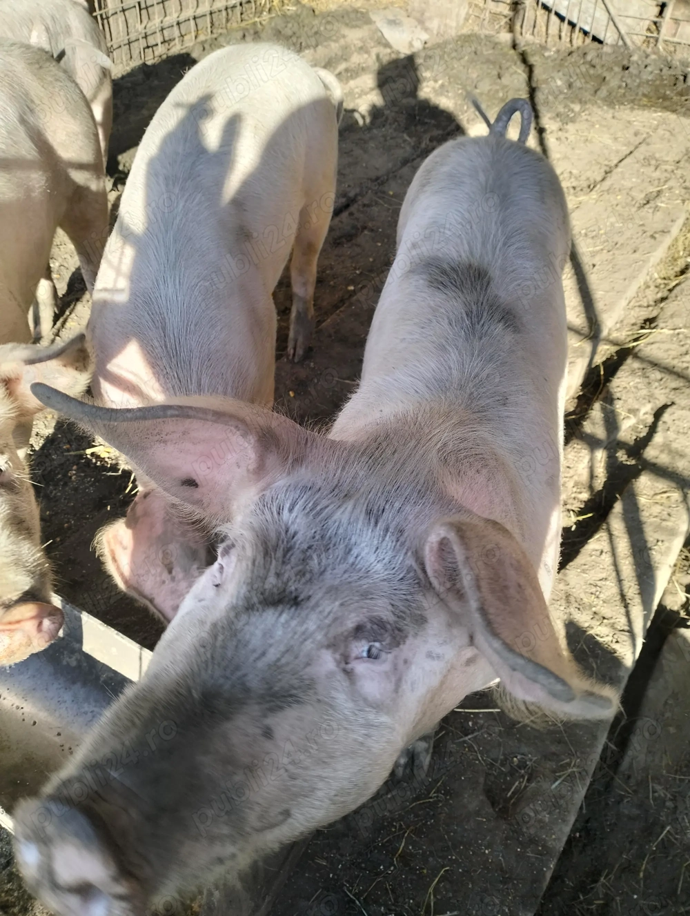 Vind șoldani 1000 bucata