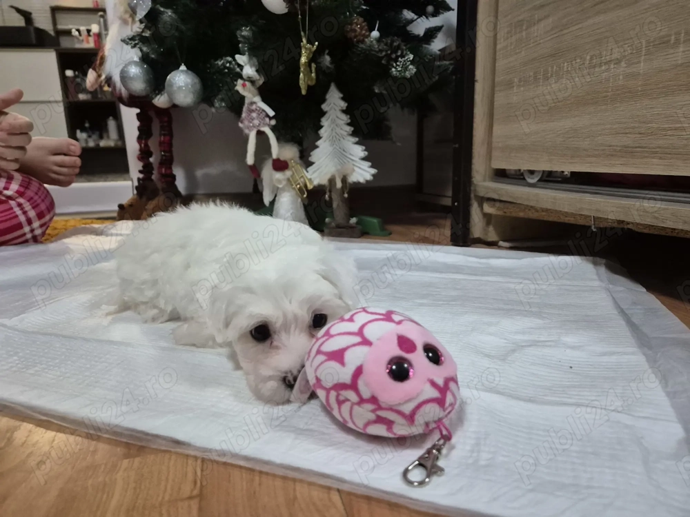 Băiat bichon maltez mini 6 saptamani