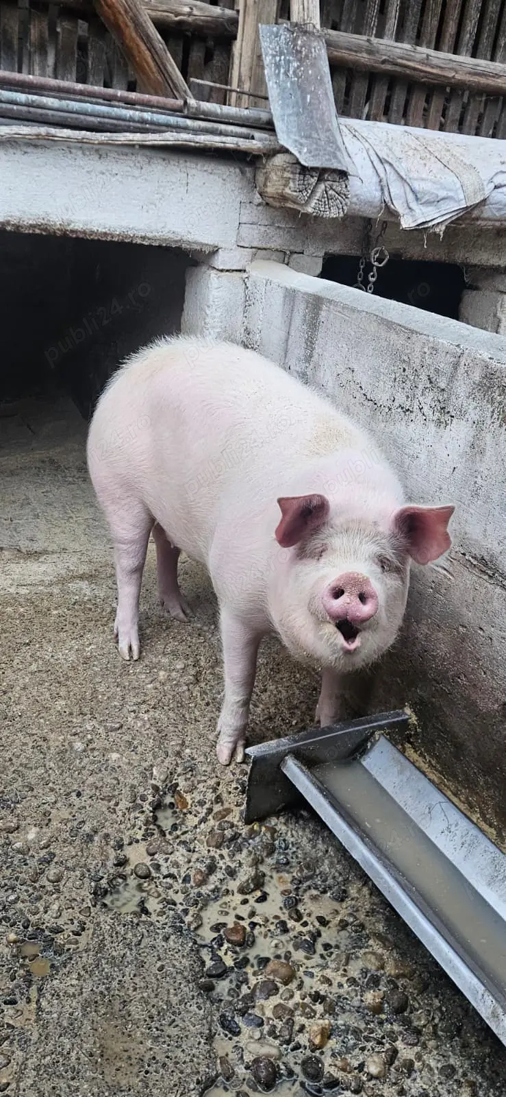 Vand porc aprox 200kg