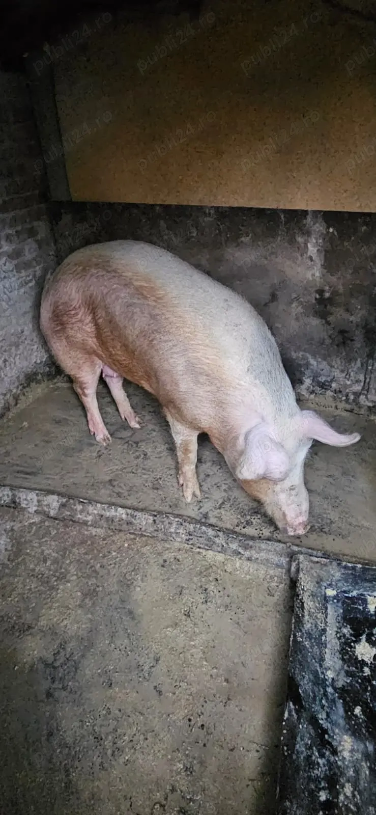 Vand porc aprox 200kg