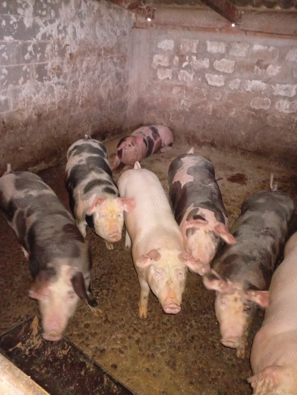 vând porci de carne 100 kg bucata 15 leikg 