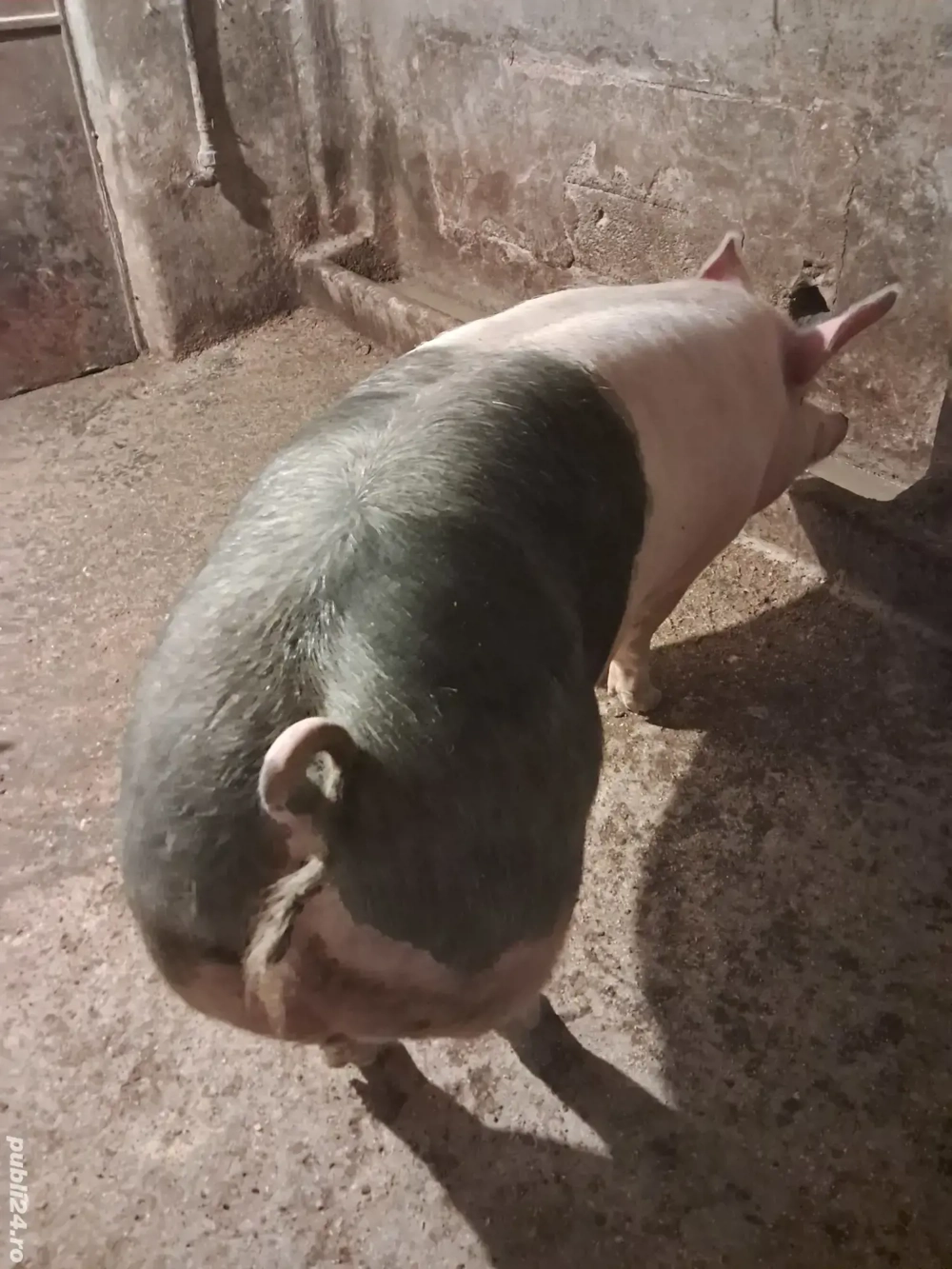 porc viu sau carcasă 